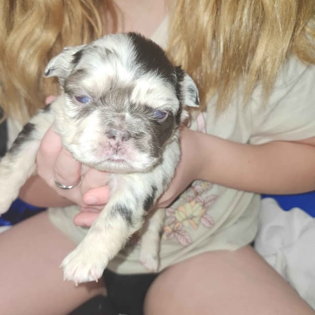 French Bulldog Puppies media 12