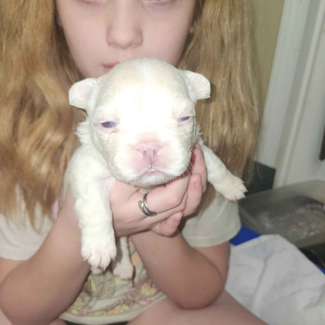 French Bulldog Puppies media 5
