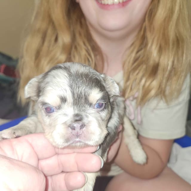French Bulldog Puppies media 10
