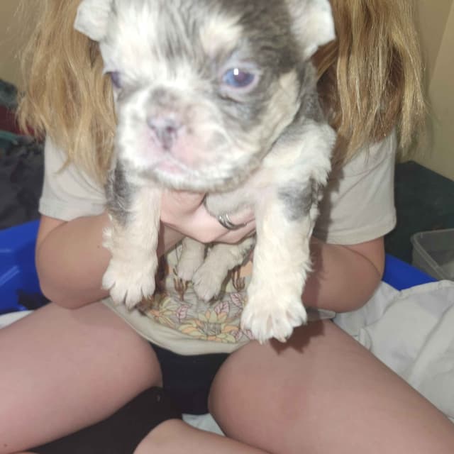 French Bulldog Puppies media 7