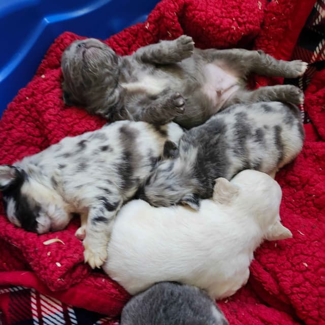 French Bulldog Puppies media 15