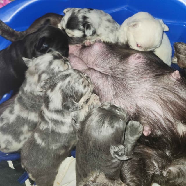 French Bulldog Puppies media 16