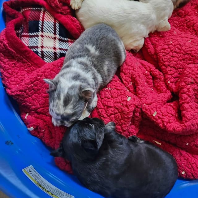 French Bulldog Puppies media 14