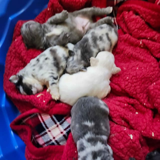 French Bulldog Puppies media 17
