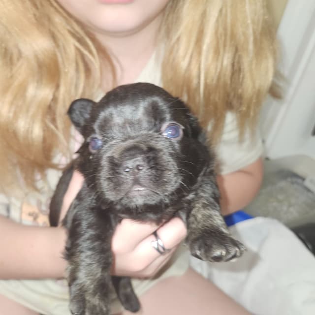 French Bulldog Puppies media 9