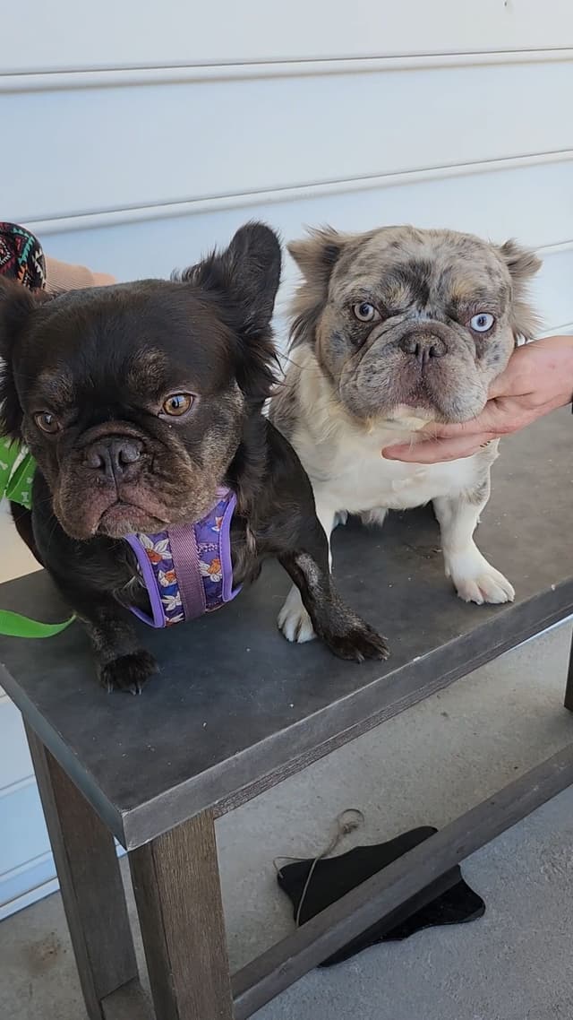 French Bulldog Puppies media 18