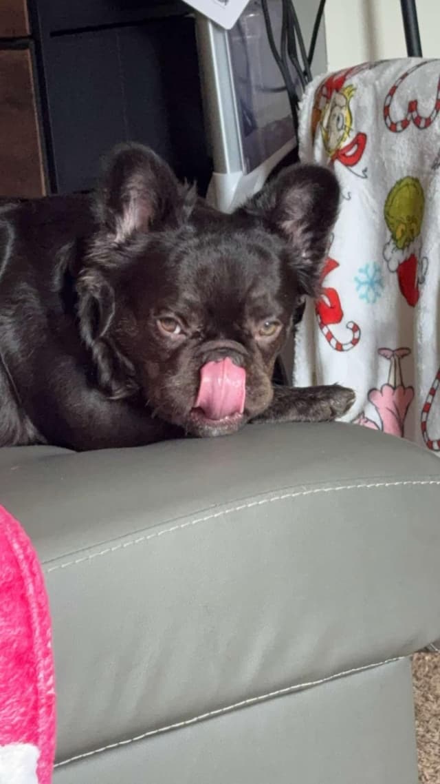 French Bulldog Puppies media 21