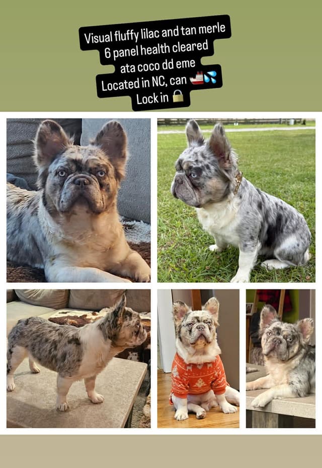 French Bulldog Puppies media 25