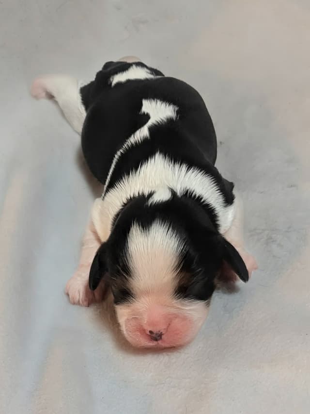 Cavalier King Charles Spaniel Puppies media 2