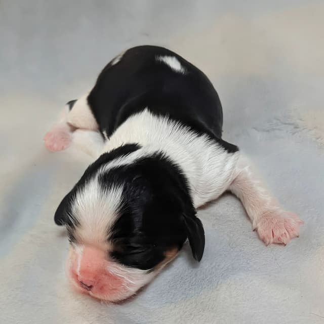 Cavalier King Charles Spaniel Puppies media 3