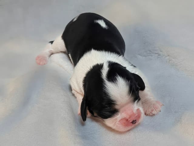 Cavalier King Charles Spaniel Puppies media 4