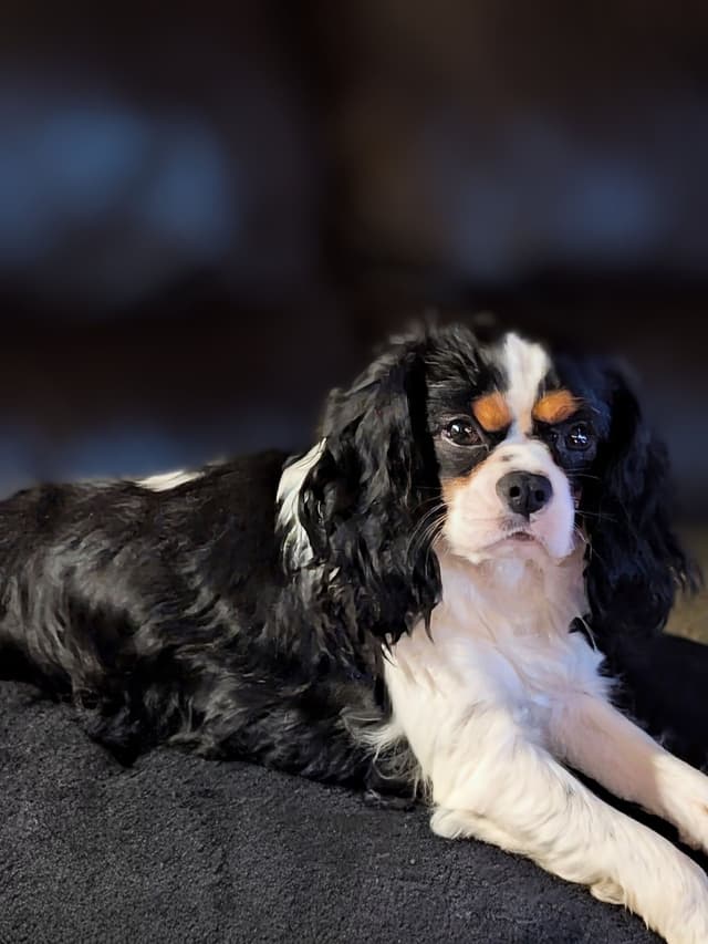 Cavalier King Charles Spaniel Puppies media 5
