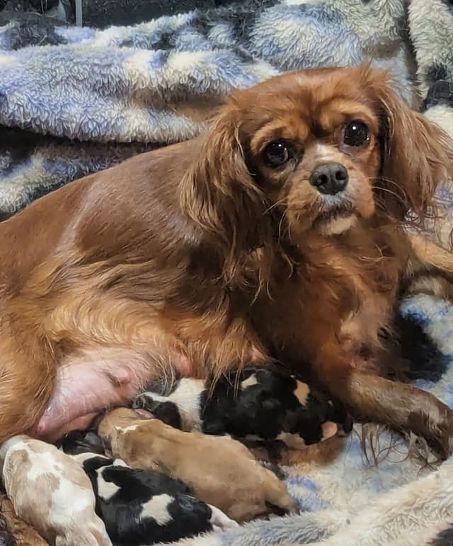 Cavalier King Charles Spaniel Puppies media 6