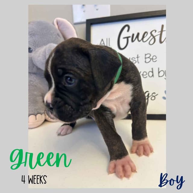 Boxer Puppies media 2