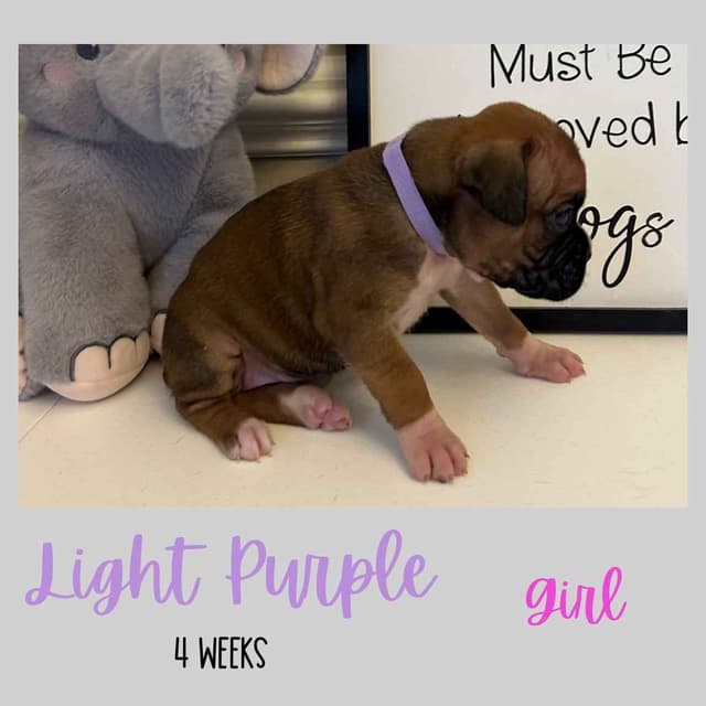Boxer Puppies media 5
