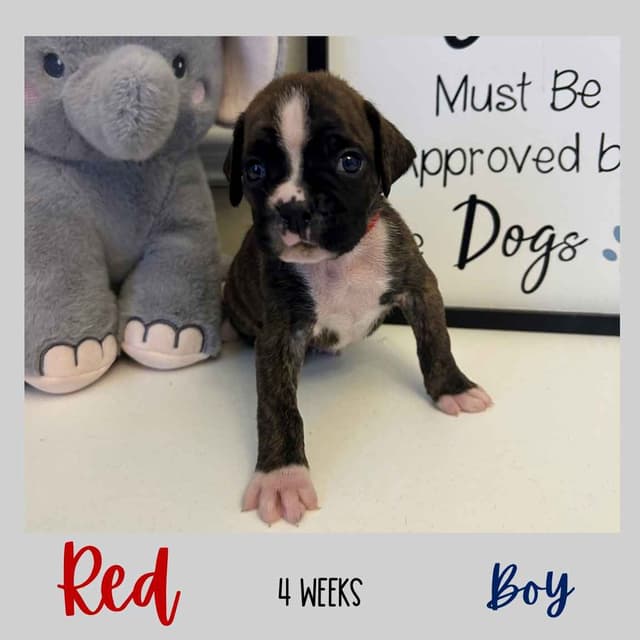 Boxer Puppies media 7