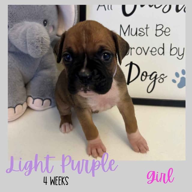 Boxer Puppies media 4