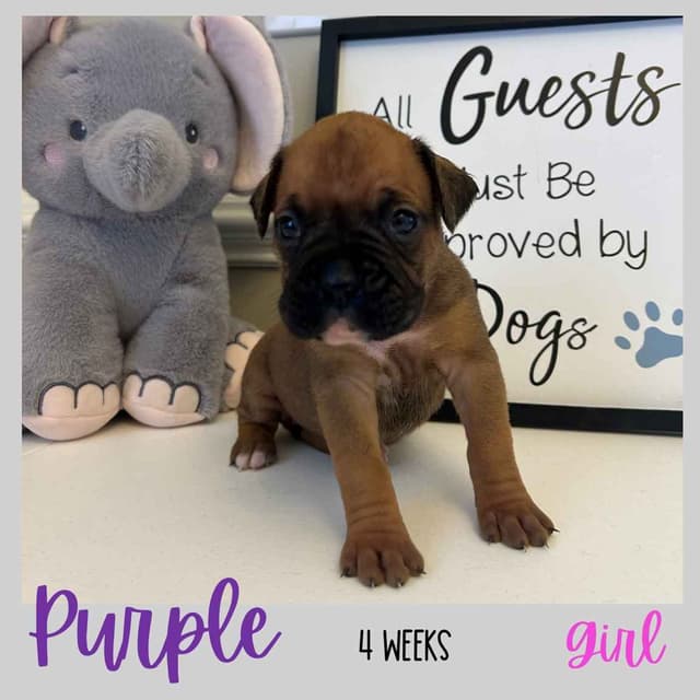 Boxer Puppies media 10
