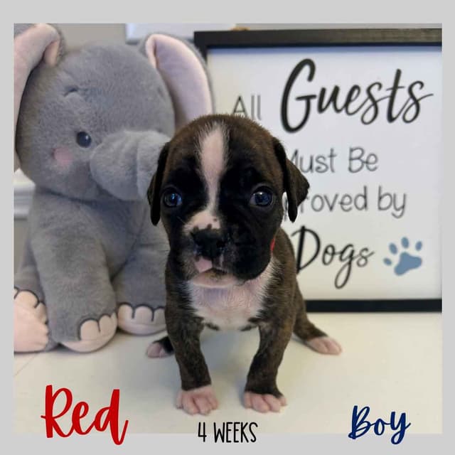 Boxer Puppies media 8