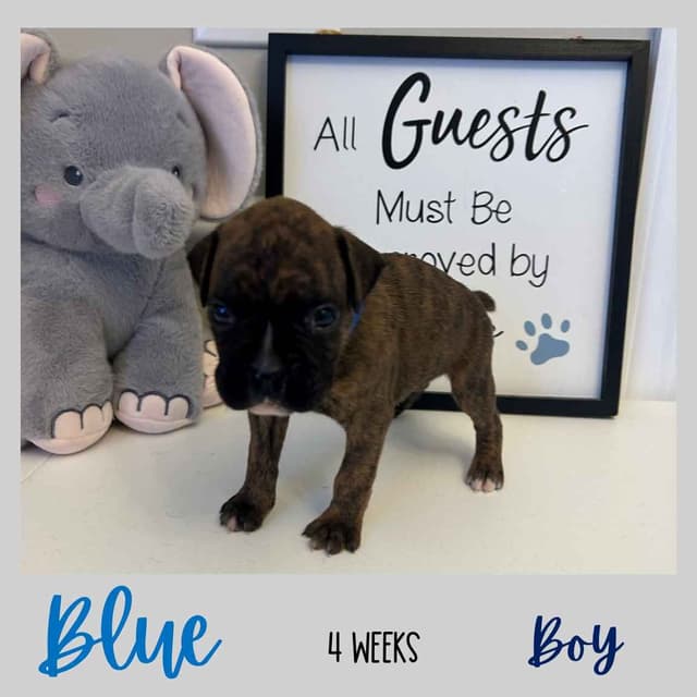 Boxer Puppies media 20