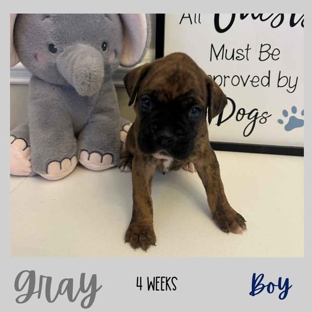 Boxer Puppies media 14