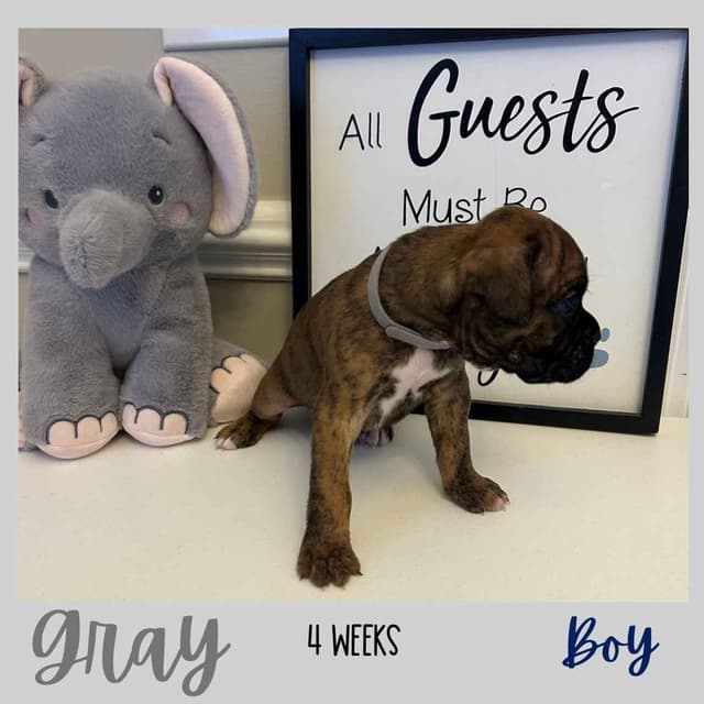 Boxer Puppies media 13