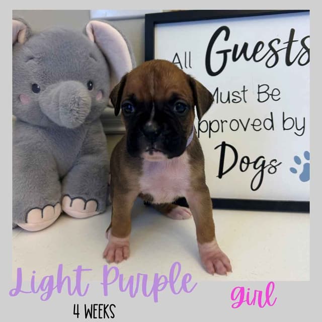 Boxer Puppies media 6