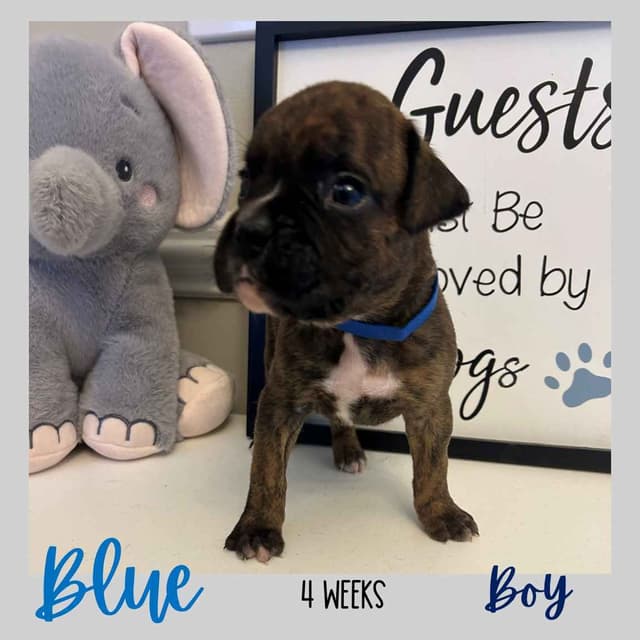 Boxer Puppies media 19