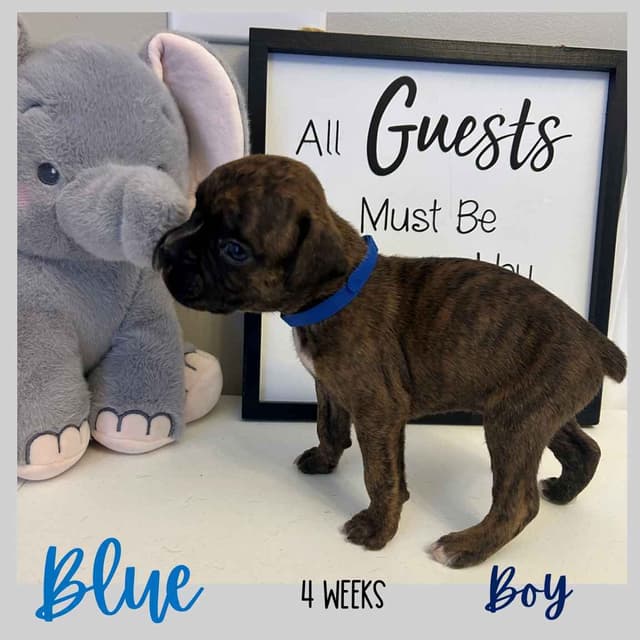 Boxer Puppies media 21