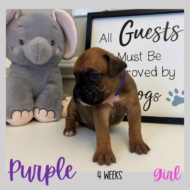 Boxer Puppies media 11