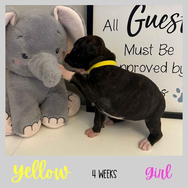 Boxer Puppies media 17