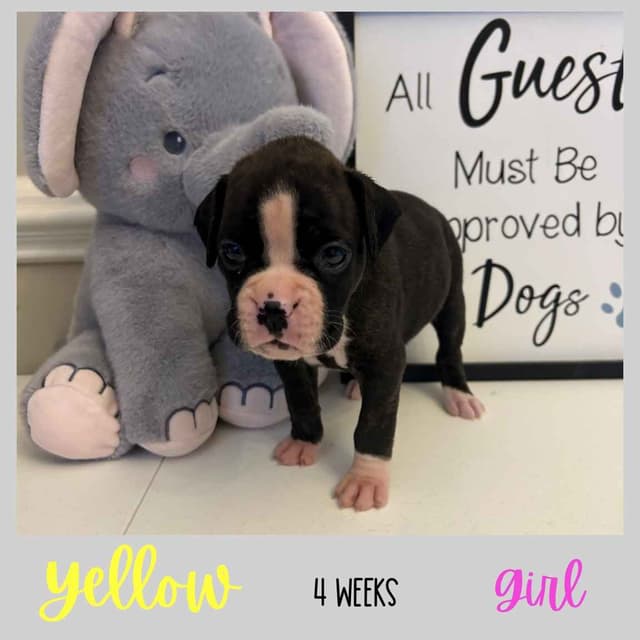 Boxer Puppies media 18