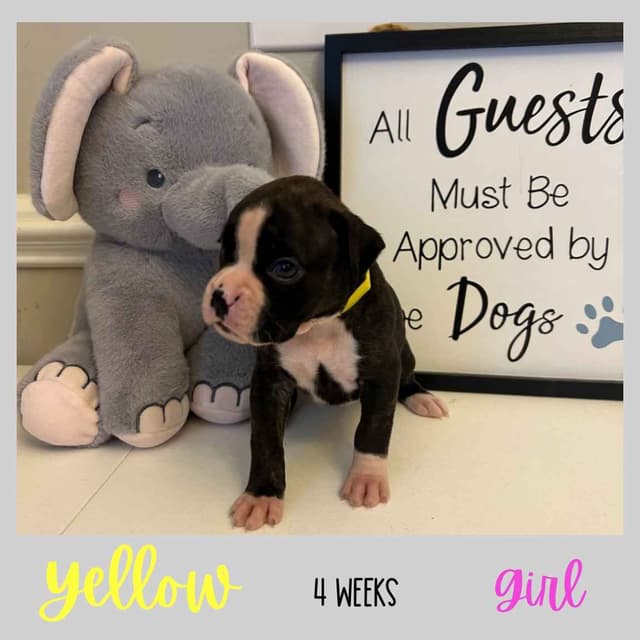 Boxer Puppies media 16