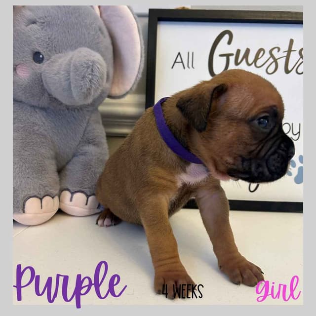 Boxer Puppies media 12