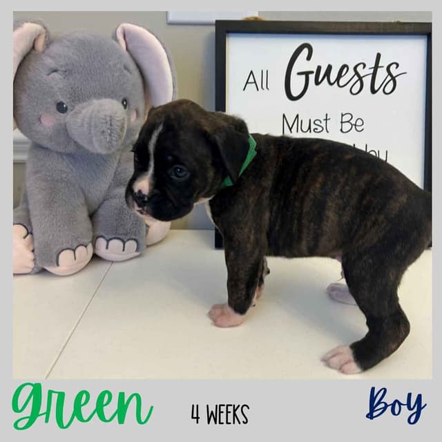 Boxer Puppies media 3