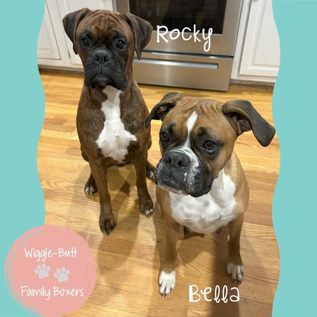 Boxer Puppies media 22
