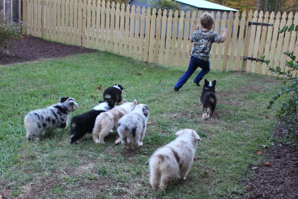Champion Australian Shepherd Puppies breeder image 4