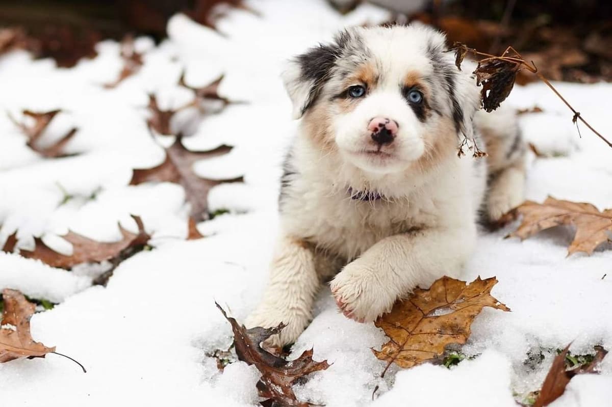 Champion Australian Shepherd Puppies breeder image 7