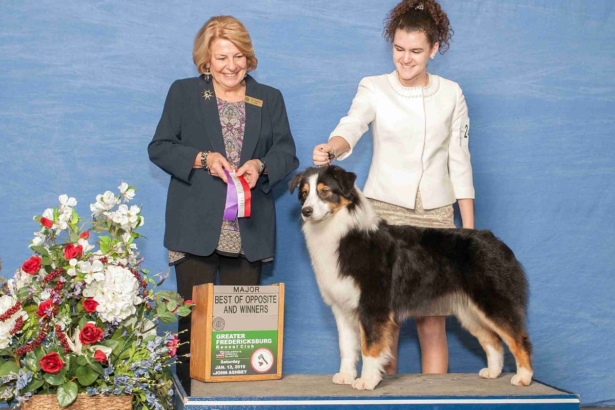 Champion Australian Shepherd Puppies breeder image 8