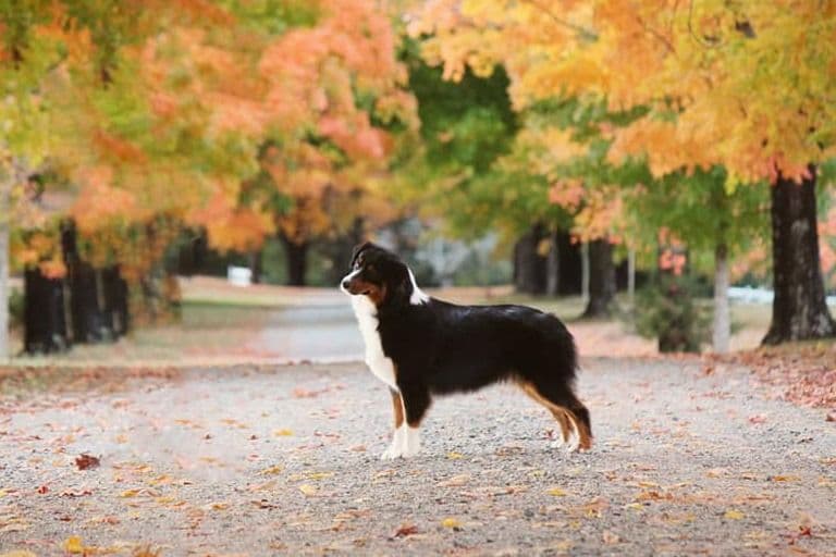 Champion Australian Shepherd Puppies breeder image 9