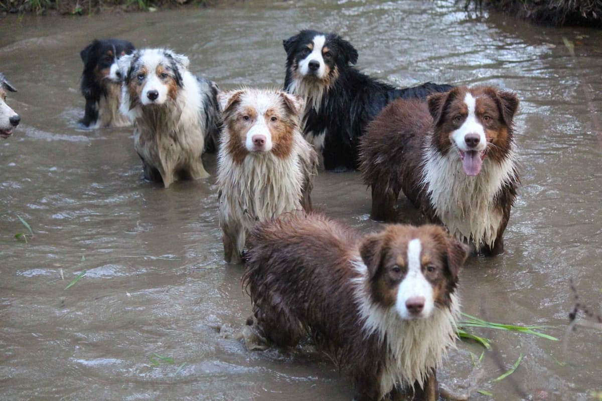 Champion Australian Shepherd Puppies breeder image 11