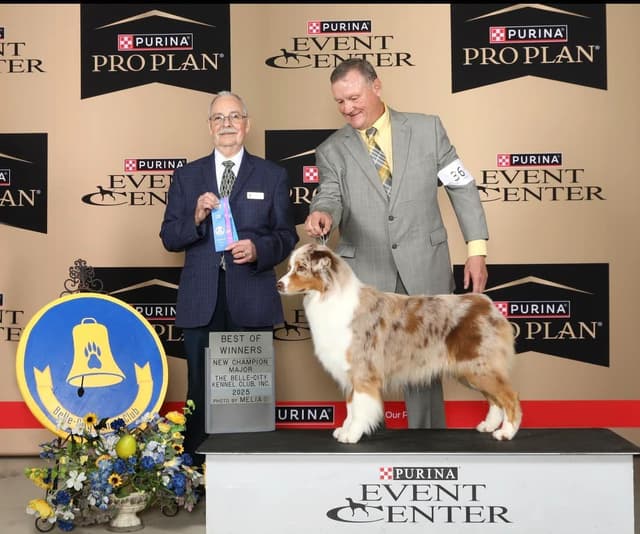 Champion Australian Shepherd Puppies media 3
