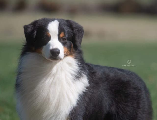 Champion Australian Shepherd Puppies media 4
