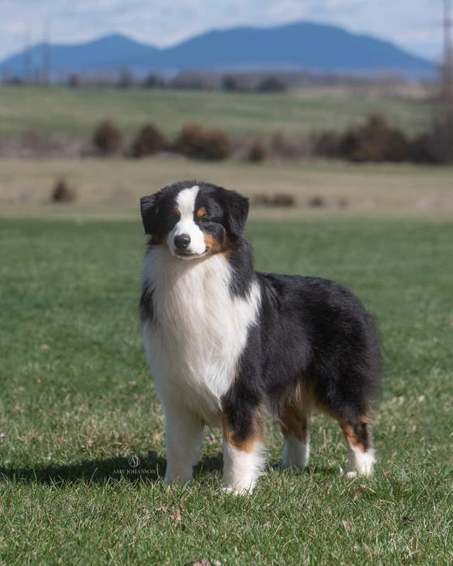 Champion Australian Shepherd Puppies media 6