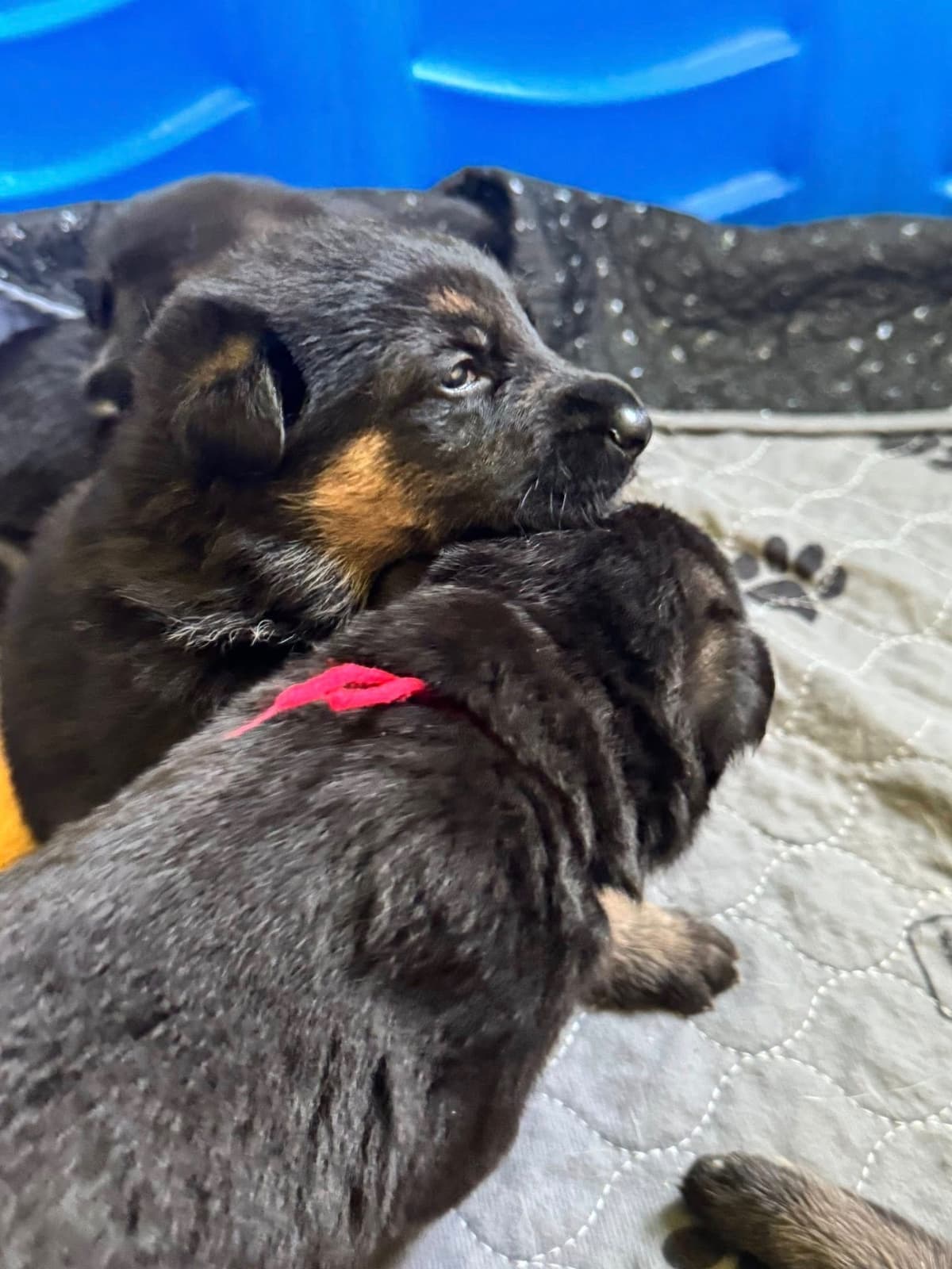German Shepherd Dog Puppies breeder image 1
