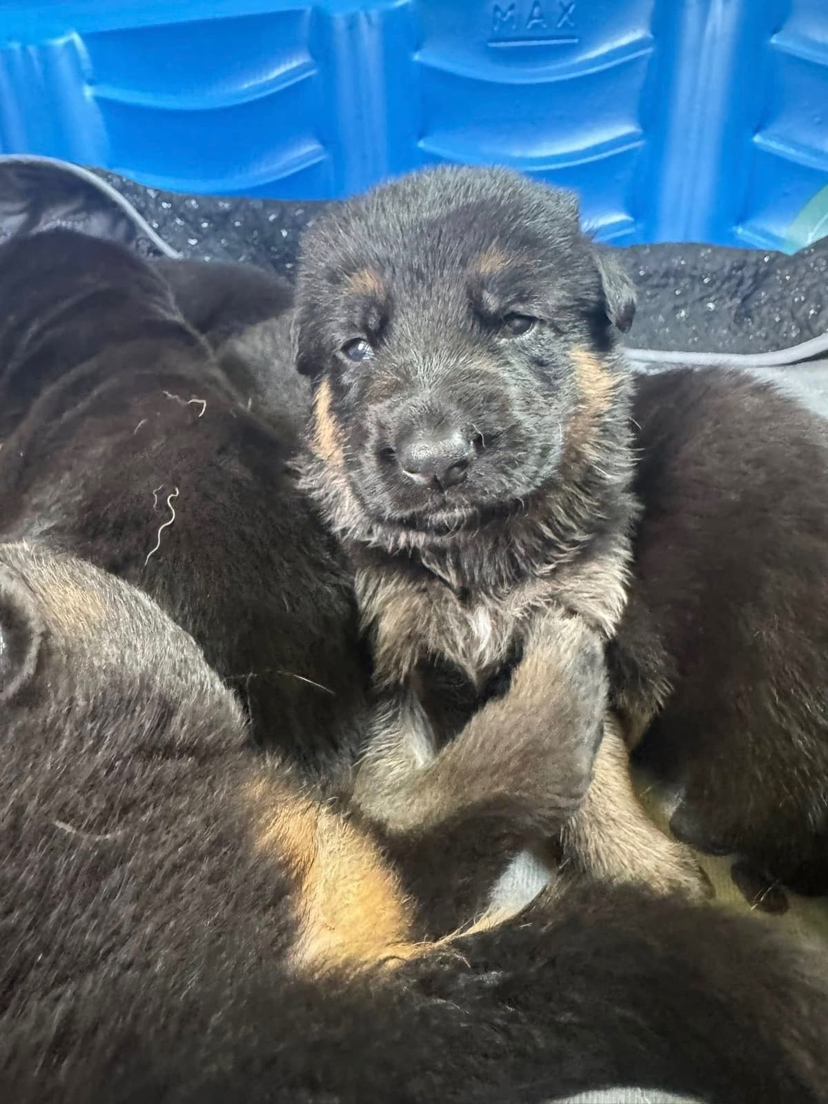 German Shepherd Dog Puppies breeder image 3