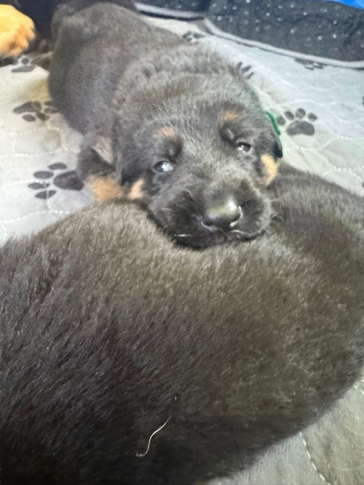 German Shepherd Dog Puppies breeder image 4