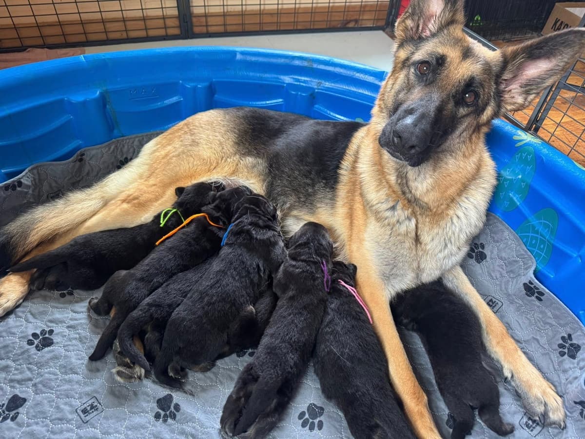 German Shepherd Dog Puppies breeder image 5