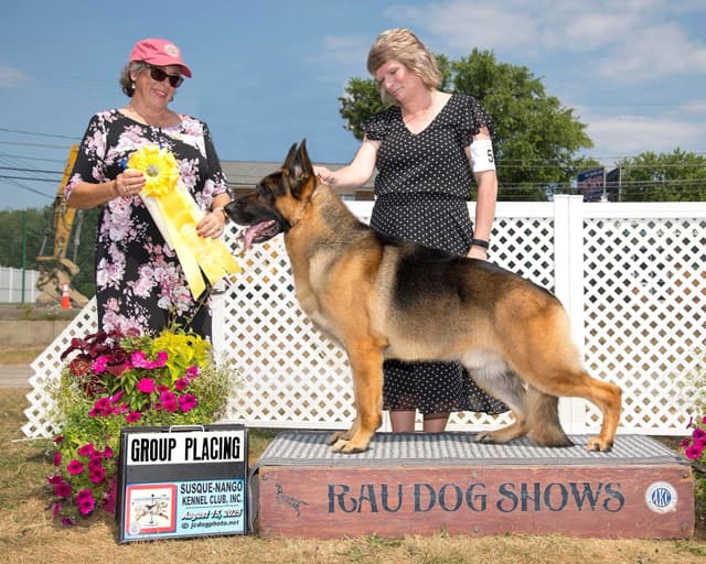German Shepherd Dog Puppies media 2