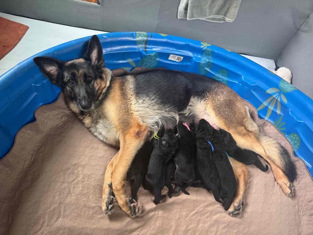 German Shepherd Dog Puppies media 3